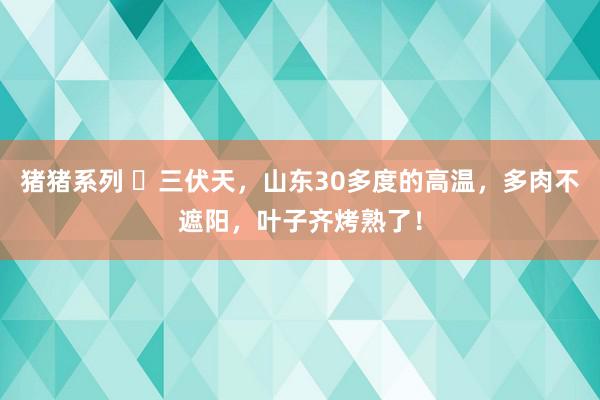 猪猪系列 ​三伏天，山东30多度的高温，多肉不遮阳，叶子齐烤熟了！